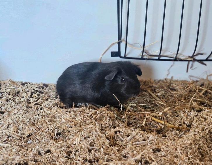 Jong Cavia Beertje, Dieren en Toebehoren, Knaagdieren, Mannelijk, Cavia, Augustus, Tam