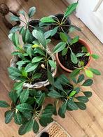 Madagascar Jewel kamerplant 3 a 4 jarig, Ophalen, Overige soorten, Minder dan 100 cm