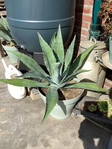 Agave blue beschikbaar voor biedingen