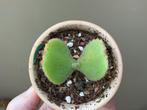 Kalanchoe tetraphylla, Ophalen of Verzenden, Vetplant, Halfschaduw, Minder dan 100 cm