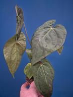 Anthurium papillilaminum x king of spades p12 (3)