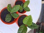 Japanse Wolmispel, Tuin en Terras, Ophalen, Minder dan 100 cm, Lente, Overige soorten