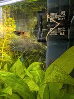 Endler guppies, Dieren en Toebehoren, Vissen | Aquariumvissen, Vis