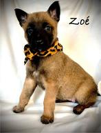 Mechelse herder pups met F.C.I stamboom showlijn., CDV (hondenziekte), 8 tot 15 weken, Meerdere, Meerdere dieren