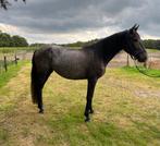 Pre Merrie, Poeta de Susaeta x Yerbero, Dieren en Toebehoren, Paarden, Merrie, Minder dan 160 cm, Gechipt, Dressuurpaard