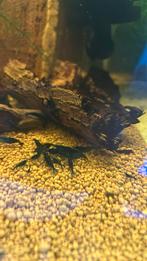 Blue dream / blue velvet garnalen, Dieren en Toebehoren, Vissen | Aquariumvissen, Kreeft, Krab of Garnaal, Zoetwatervis, Schoolvis
