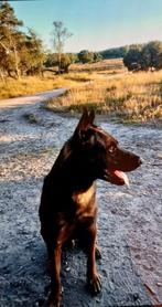 Mechelse herder 6 jaar reu, Dieren en Toebehoren, 6 jaar of ouder, Reu, Eén hond, Nederland