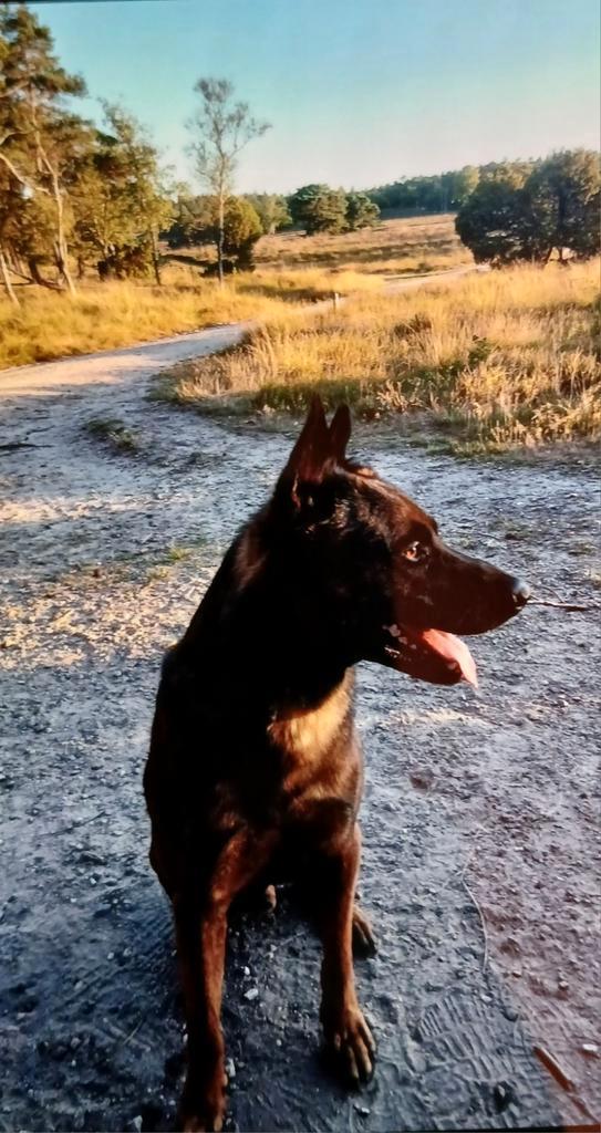 Mechelse herder 6 jaar reu, Dieren en Toebehoren, Honden | Dekreuen, Reu, Particulier, Eén hond, Nederland, 6 jaar of ouder