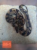 Mooie jonge python wildkleur het Pied, Dieren en Toebehoren, Reptielen en Amfibieën, Slang, 0 tot 2 jaar