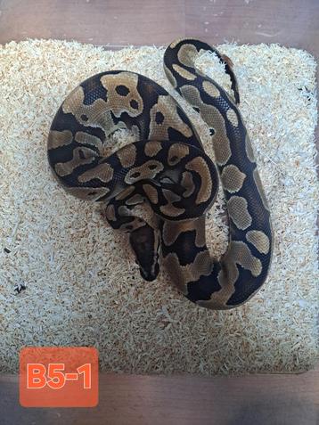 Mooie jonge python wildkleur het Pied  beschikbaar voor biedingen