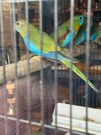 Turquoisine Pracht parkiet wildkleur., Dieren en Toebehoren, Vogels | Parkieten en Papegaaien, Meerdere dieren, Parkiet