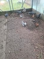 Kippen noordhollandse blauwe hennen, Dieren en Toebehoren, Pluimvee