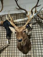 opgezet japans sika hert shoulder borst preparaat taxidermy, Ophalen of Verzenden, Nieuw, Hert, Opgezet dier