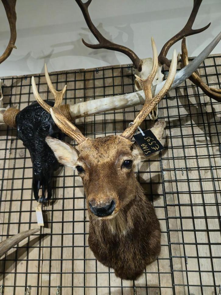 opgezet japans sika hert shoulder borst preparaat taxidermy, Verzamelen, Dierenverzamelingen, Nieuw, Opgezet dier, Hert, Ophalen of Verzenden