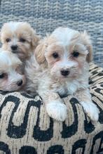 Malitpoo pups, maltezer x toy poedel, Overige rassen, CDV (hondenziekte), 8 tot 15 weken, Meerdere