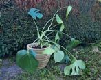 Kamerplant (Monstera) met pot, Ophalen, Overige soorten, Halfschaduw, In pot