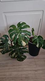 Monstera Variegata - 1 grote en 1 kleine, Huis en Inrichting, Kamerplanten, Ophalen, Halfschaduw, Minder dan 100 cm
