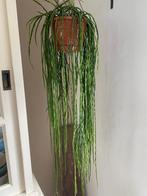 XXL Hangplant,vetplant,kamerplant Rhipsalis Paradoxa Minor, Huis en Inrichting, Overige soorten, 100 tot 150 cm, Ophalen of Verzenden