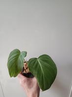Philodendron glorious #4, Huis en Inrichting, Kamerplanten, Ophalen of Verzenden, Halfschaduw, Minder dan 100 cm