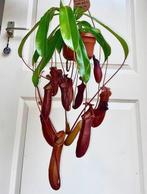 XXL vleesetende nepentes plant XL bekers, Huis en Inrichting, Kamerplanten, Ophalen of Verzenden, Overige soorten, Minder dan 100 cm