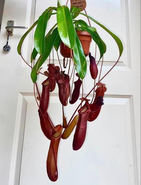 XXL vleesetende nepentes plant XL bekers, Huis en Inrichting, Kamerplanten, Overige soorten, Minder dan 100 cm, Ophalen of Verzenden