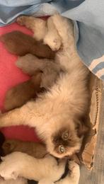 Ragdoll kittens 🤍 🤎 Fawn solid & points ~ Bliss Ragdolls ✨, Dieren en Toebehoren, Meerdere dieren, Ontwormd
