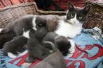 Kitten te koop, Mag gelijk mee!