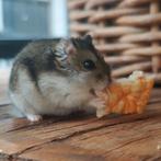 Tamme dwerghamster met toebehoren, Dieren en Toebehoren, Knaagdieren, Hamster, April, Mannelijk, Tam