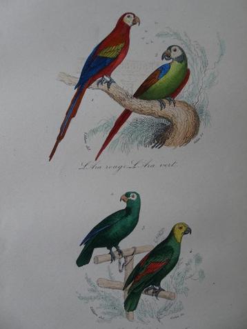 Litho in kleur, vier vogels, rode Ara groene papegaaien 1841 beschikbaar voor biedingen