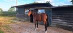 Zangersheide ruin Canterbury x Padinus, Dieren en Toebehoren, Paarden, Springpaard, Gechipt, Ruin, 170 tot 175 cm