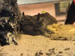 Vrouwelijke axolotl van 20 a 25cm, Dieren en Toebehoren, Vis