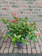 Winterbloeiende groenblijvende sneeuwbal, Tuin en Terras, Planten | Tuinplanten, Volle zon, Vaste plant, Herfst, Ophalen