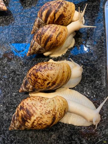 4 volwassen achatina reticulata reuzeslakken te koop beschikbaar voor biedingen