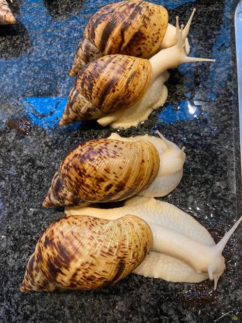 4 volwassen achatina reticulata reuzeslakken te koop, Dieren en Toebehoren, Overige Dieren