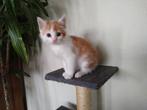 50 % Perzische katertje. Zeer lief nu 10 weken oud., Dieren en Toebehoren, Kater, 0 tot 2 jaar