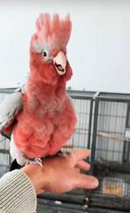 Super lief 🥺😍 en echt ‼️handtam roze kaketoe papegaai, Dieren en Toebehoren, Vogels | Parkieten en Papegaaien, Mannelijk, Papegaai