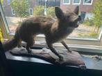 Vos, Verzamelen, Dierenverzamelingen, Ophalen, Gebruikt, Wild dier, Opgezet dier