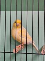 Waterslager zangkanarie, Mannelijk, Zangkanarie