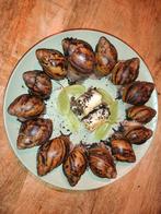 Archachatina marginata ovum, Dieren en Toebehoren, Reptielen en Amfibieën, 0 tot 2 jaar