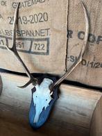 Edelhert gewei, Ophalen of Verzenden, Gebruikt, Hert, Gewei of Kop