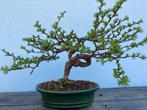 Bonsai Larix, leuk en oud boompje, Tuin en Terras, Minder dan 100 cm, Overige soorten, Ophalen of Verzenden