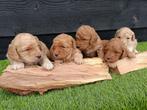 Super schattige labradoodle pups te koop!, Overige rassen, 8 tot 15 weken, Parvo, Meerdere
