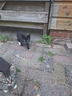 Nieuw huisje gezocht, Dieren en Toebehoren, Katten en Kittens | Overige Katten
