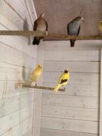 Blauwe Grondduif Duivin, Dieren en Toebehoren, Meerdere dieren, Tropenvogel, Geringd