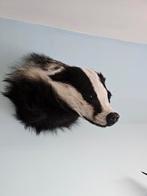 Opgezette dassenkop / taxidermie das / headmount, Verzamelen, Dierenverzamelingen, Ophalen of Verzenden, Vogel, Opgezet dier