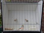 pop kanarie, Dieren en Toebehoren, Vogels | Kanaries, Vrouwelijk