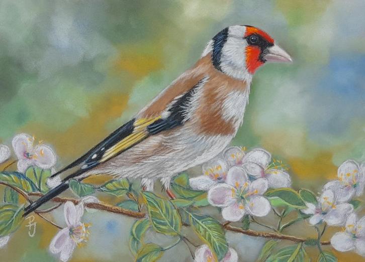 OPRUIMING schilderij puttertje met lijst - vogel vogels, Antiek en Kunst, Kunst | Schilderijen | Klassiek, Ophalen of Verzenden