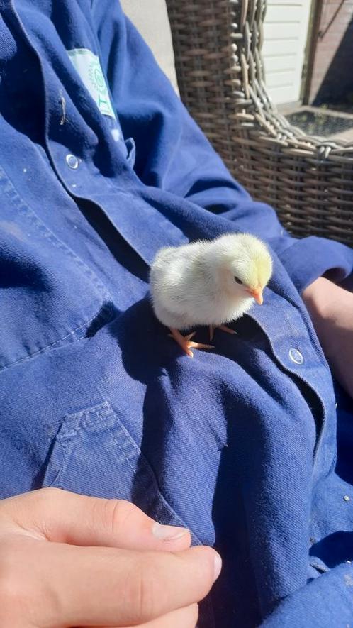 Wyandotte kriel kuikentjes, Dieren en Toebehoren, Pluimvee, Kip, Geslacht onbekend
