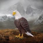 American Bald Eagle beeld – Adelaar, Ophalen, Nieuw