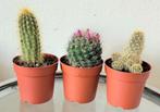 Veel verschillende cactussen, euphorbia's, vetplanten., Minder dan 100 cm, Ophalen of Verzenden, Halfschaduw